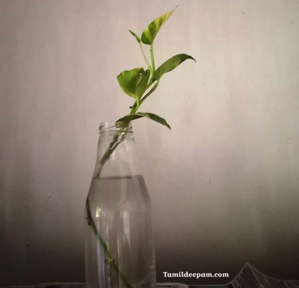 money plant tamildeepam