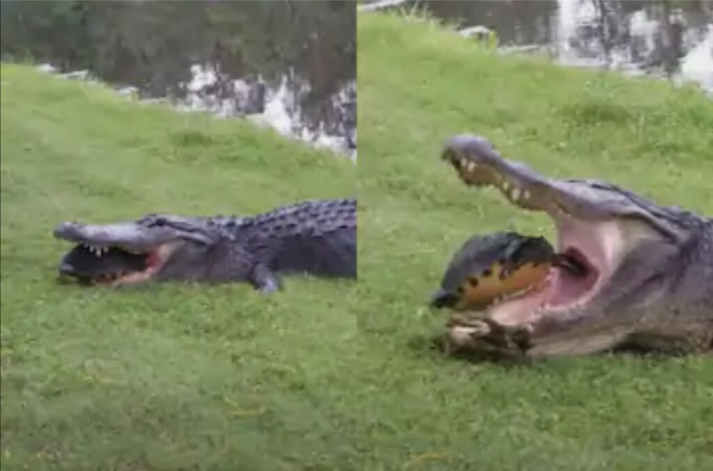 Screenshot 20200920 195627