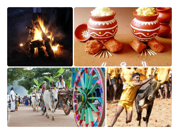 ஏன் தை பொங்கல் tamil