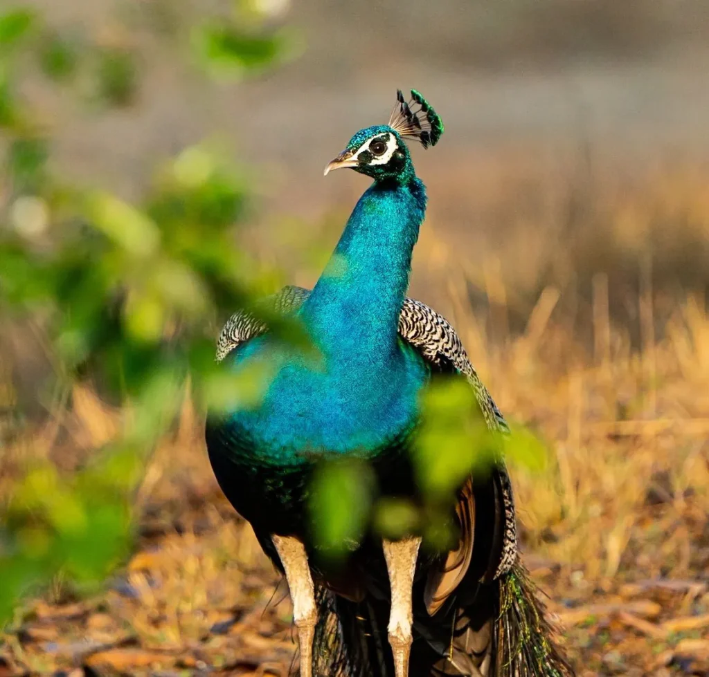 ஆண்மயிலின் 2