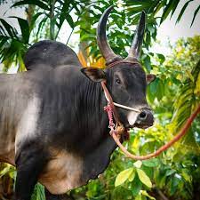 காங்கேயம் காளை 1