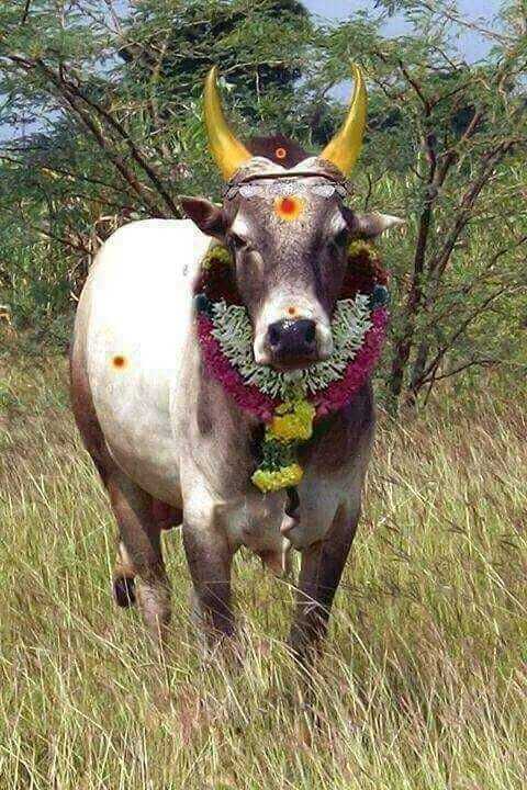 காங்கேயம் காளை 2