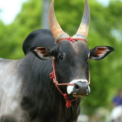 காங்கேயம் காளை 3