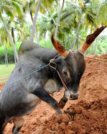 காங்கேயம் காளை 4 edited