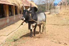 காங்கேயம் காளை