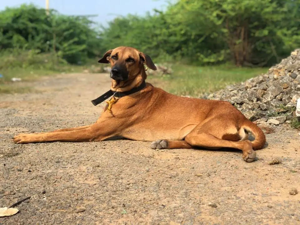 கோம்பை நாய் 1