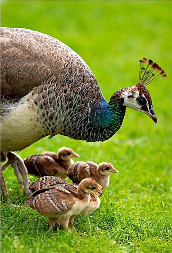 பெண் மயில்