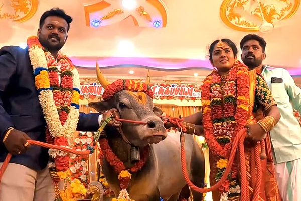 மதுரையில் ஜல்லிக்கட்டு காளையை சீராக கொண்டு சென்ற மணமகள்